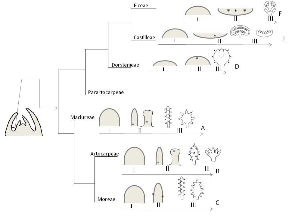 Moraceae inflorescence development highly variable even for similar pollination modes