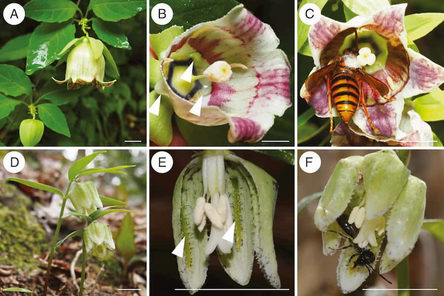 Slippery flowers help deter nectar-stealing ants