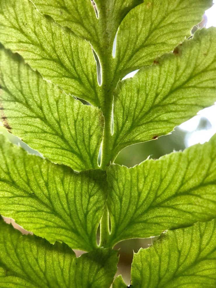 Seasonal coordination of leaf hydraulics and gas exchange in a wintergreen fern