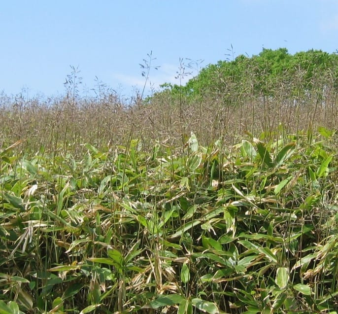 Formation of branching systems in broad-leaf bamboo