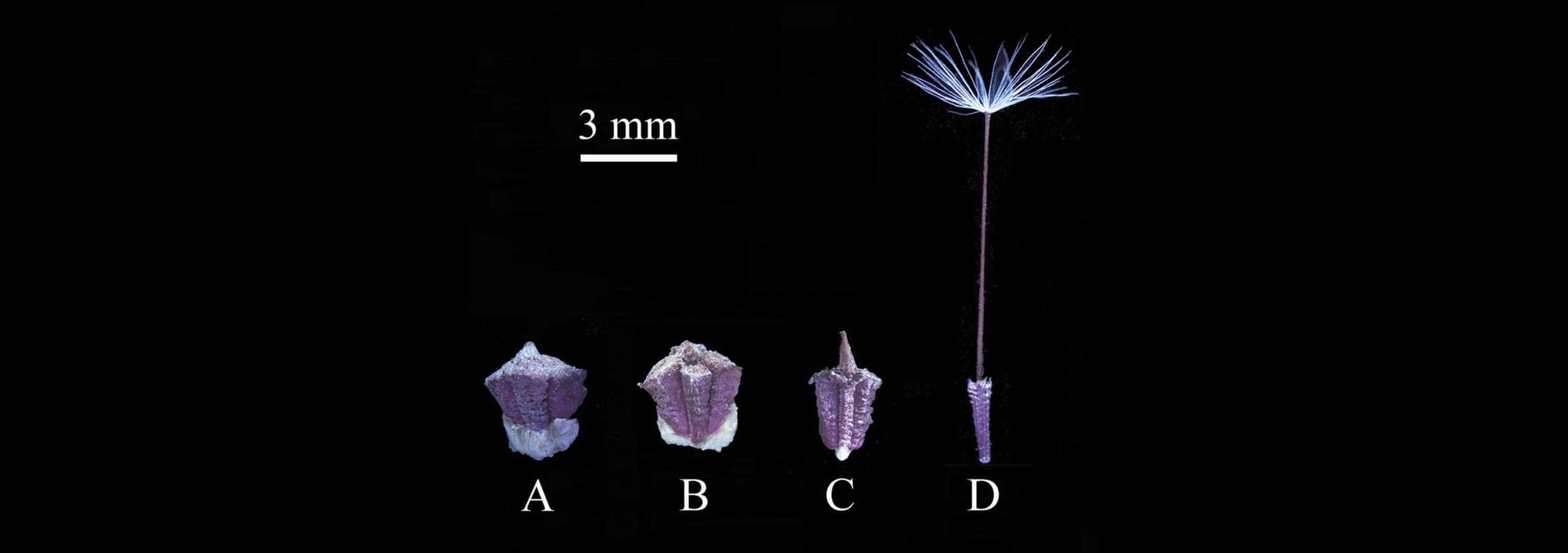 Spreading the risk over time – Dormancy in trimorphic achenes of a cold desert annual