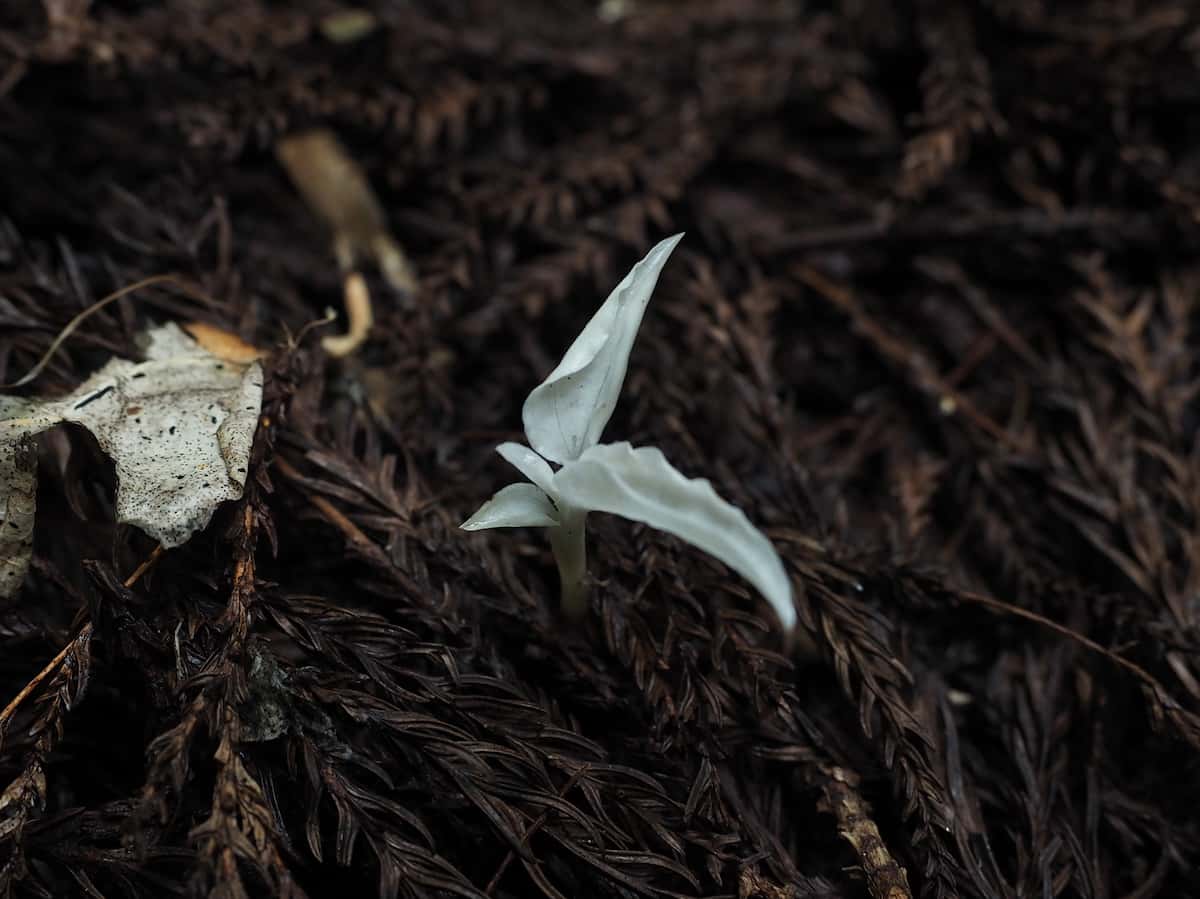 Hungry for fungi: green mycoheterotrophic plants are far more common than previously thought