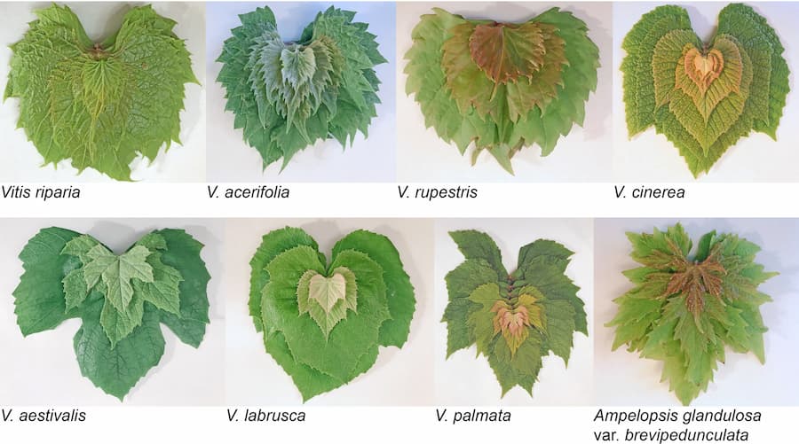 Leaf composites better than single leaves at capturing species differences
