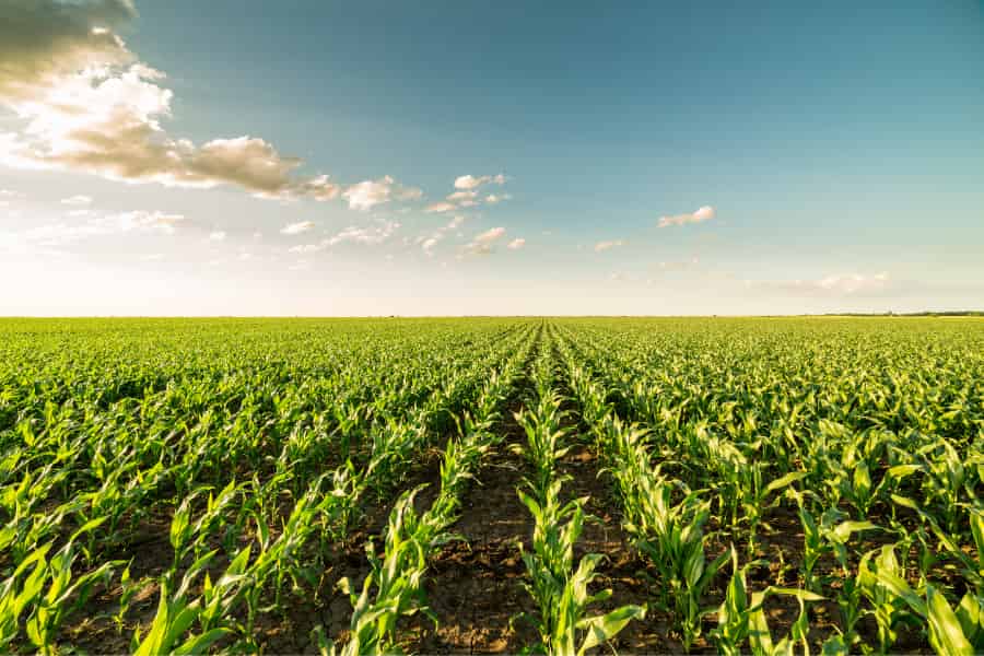Colder temperatures better for long-term maize seed storage