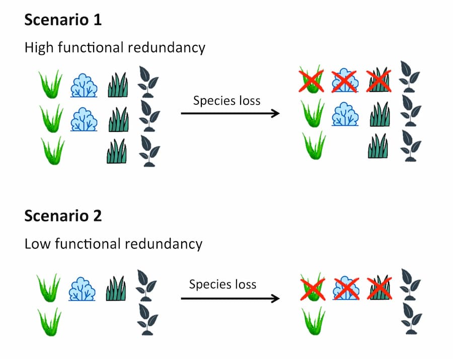 Lomas microrefugia subject to random, but not function-based losses due to lowered rainfall