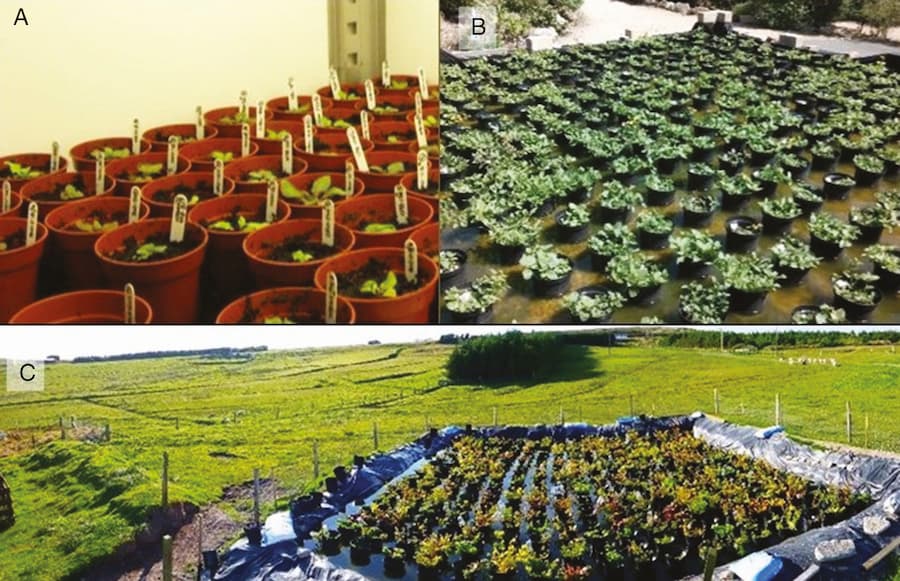 Local adaptation of invasive species occurs in clonal plants too