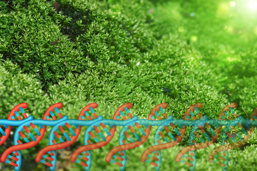 Horizontal gene transfer found between moss plastids