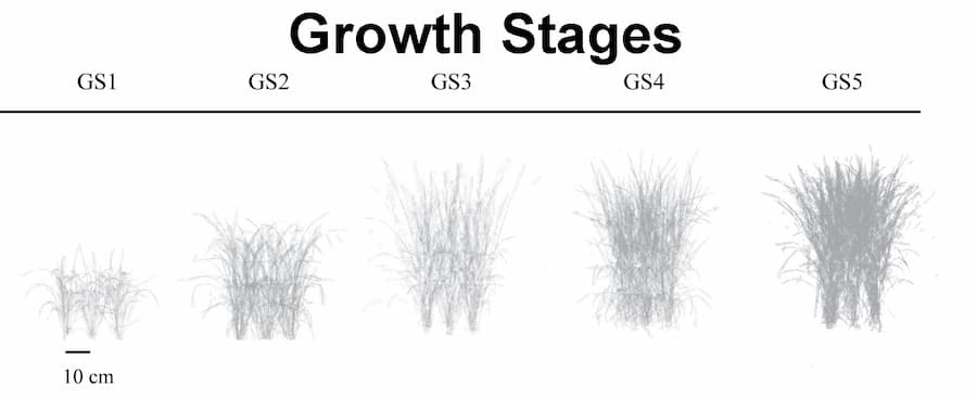 How much nitrogen does rice need to produce high yields?