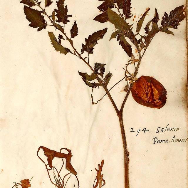 Historical trends in herbarium specimens could cause misleading observations