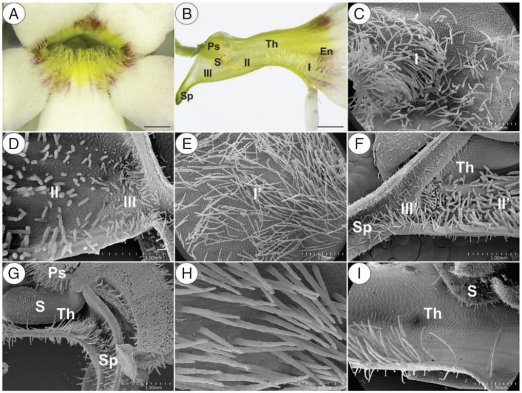 A carnivorous plant that feeds its pollinators
