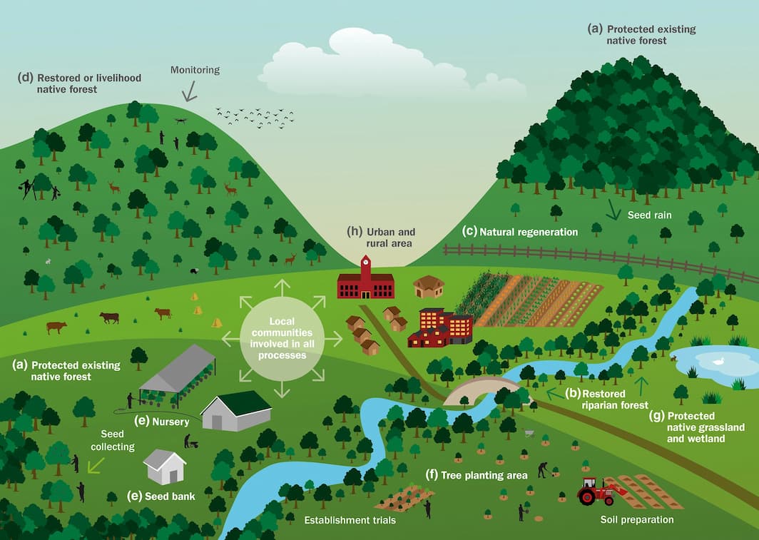 Reforestation diagram