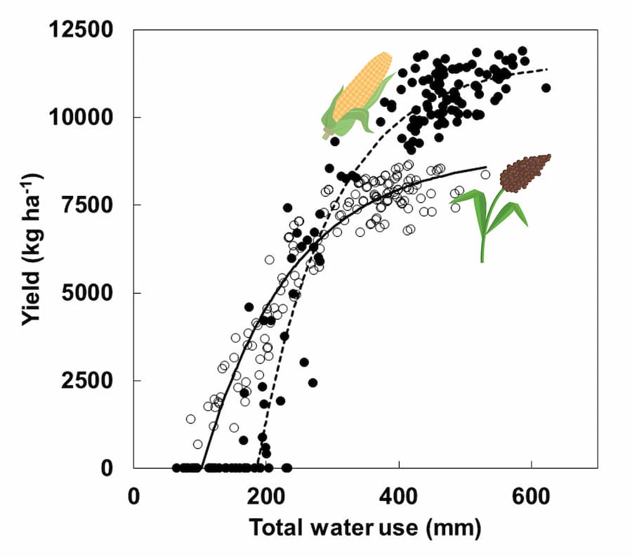 The comparative adaptation to water-limitation of sorghum and maize