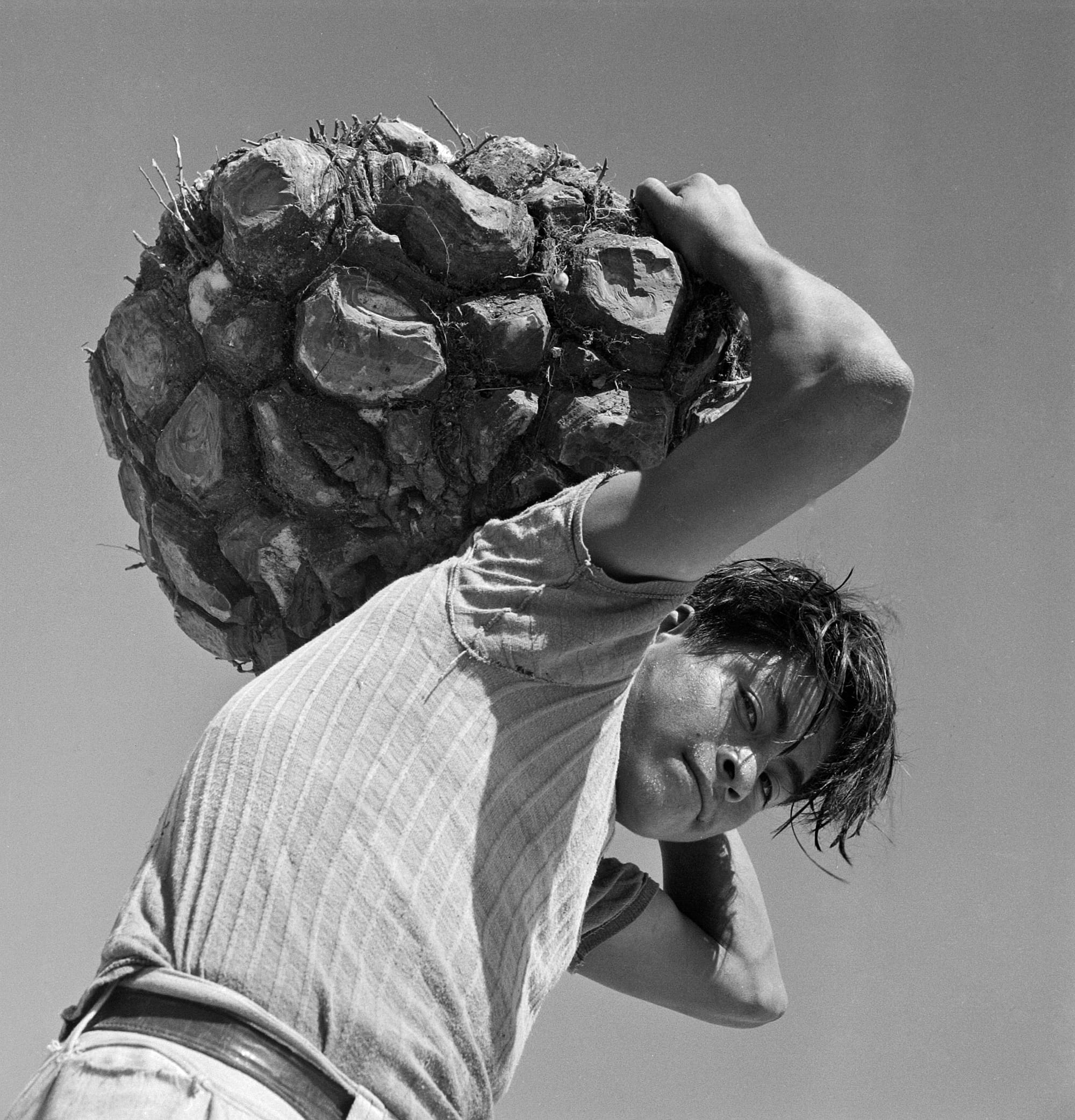 Cómo una planta ahora olvidada de los bosques tropicales mexicanos revolucionó la vida de las mujeres