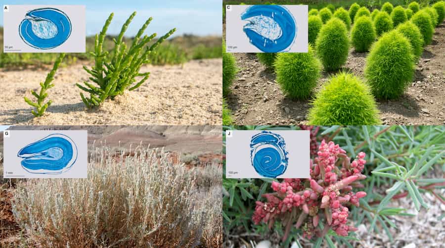 The shape of “baby plants” in the amaranth family show adaptations to extreme habitats