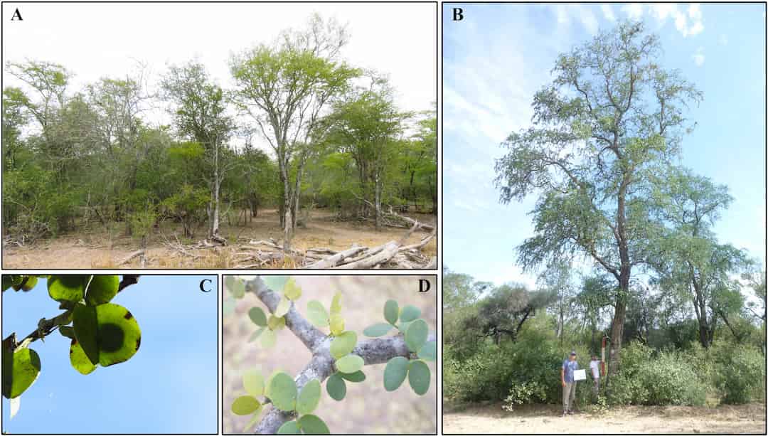 Historical angle important in centre-periphery approaches to species performance