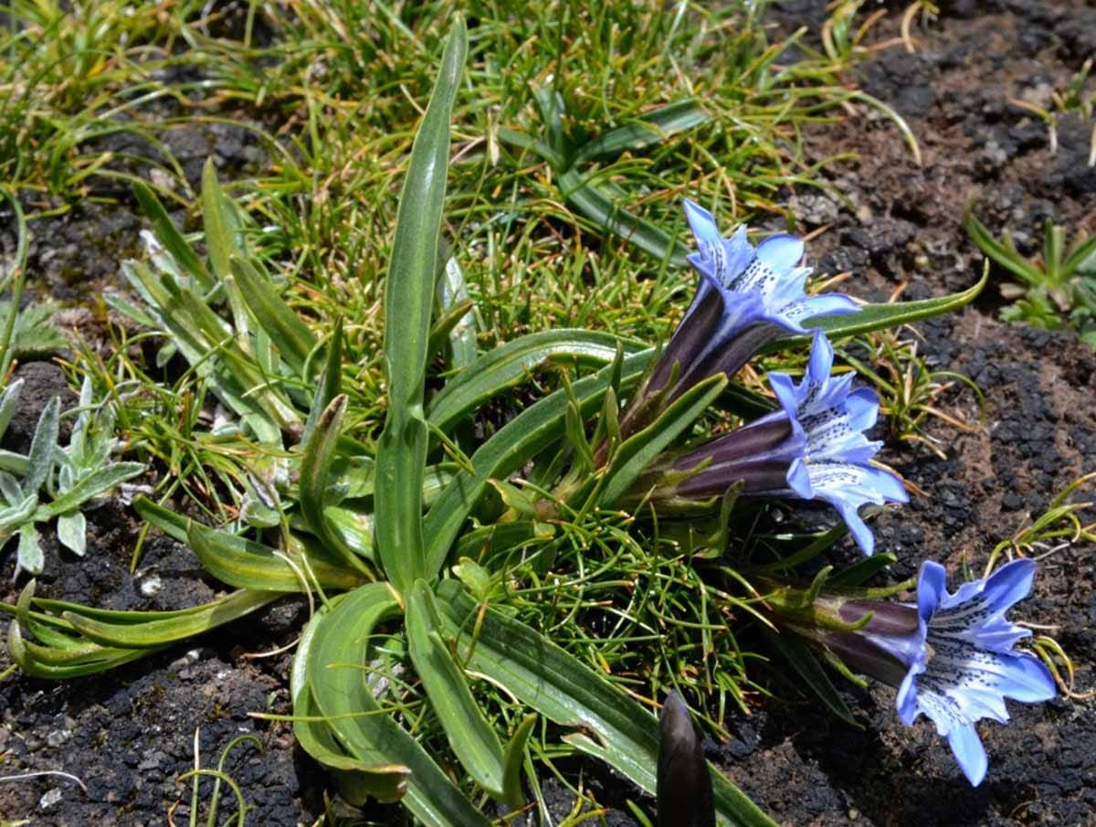 Gentiana hoae, a new alpine species on the Qinghai-Tibetan Plateau