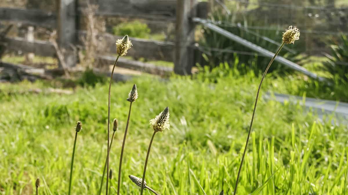 Agriculture changes plant disease dynamics in nearby wild plants