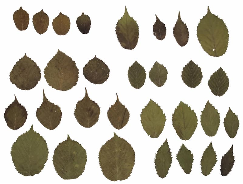 Embracing the variability within a single plant species: how and why we need to study it