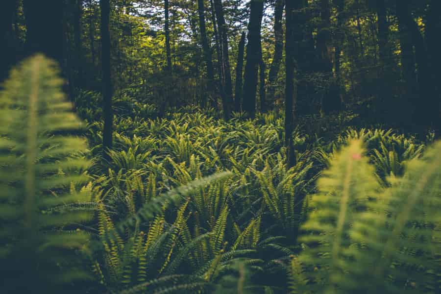 Extra blue-light receptors helped ferns thrive in early angiosperm forests