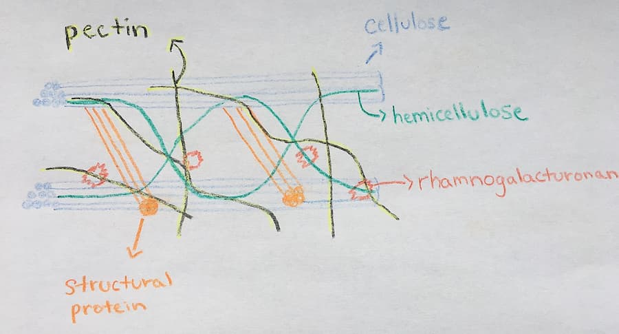 The tale of extensins: do these proteins protect plant roots against pathogens?