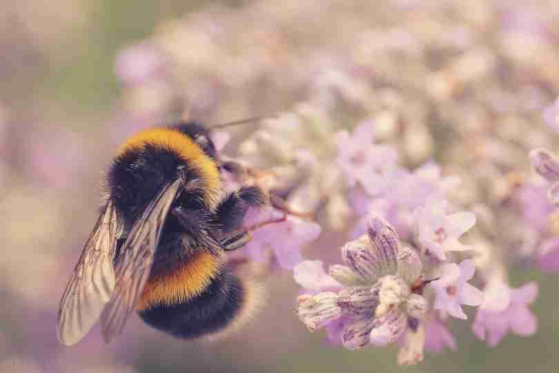 Indirect effects of drought on bumblebee pollination of common charlock