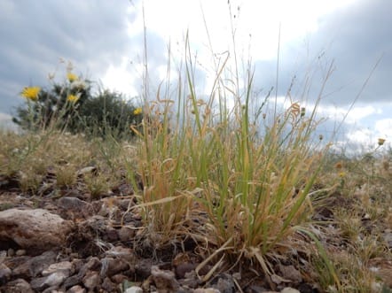 Geographic patterns of genomic diversity in the C4 grass Panicum hallii