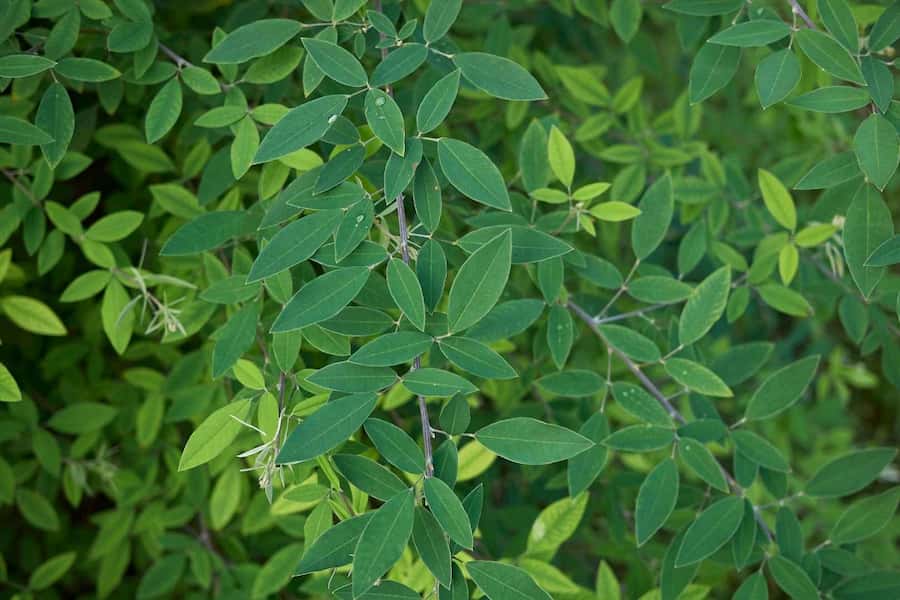 Historical migration and taxonomy of the Korean endemic shrub Lespedeza maritima