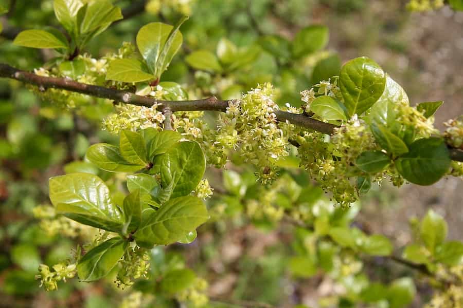 The teardrop explodes, and spreads Orixa japonica