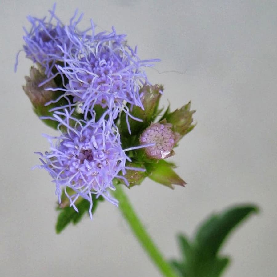 Invasive alien clones, autonomous apomixis in Praxelis clematidea