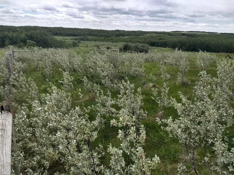 The impacts of wolf willow on a Canadian grassland ecosystem