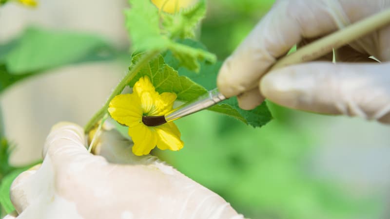 Flies can be pollen thieves but plants deal with them