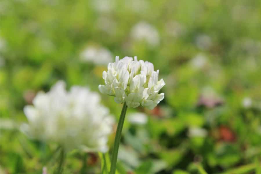The secret to a good clover crop isn’t luck, it’s timing