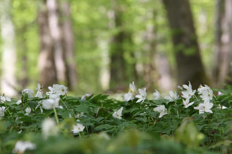 Hedgerows act as wildlife corridors for the wildlife that cannot walk