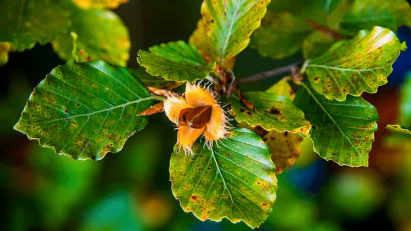 Drought response of European beech trees is not straight forward