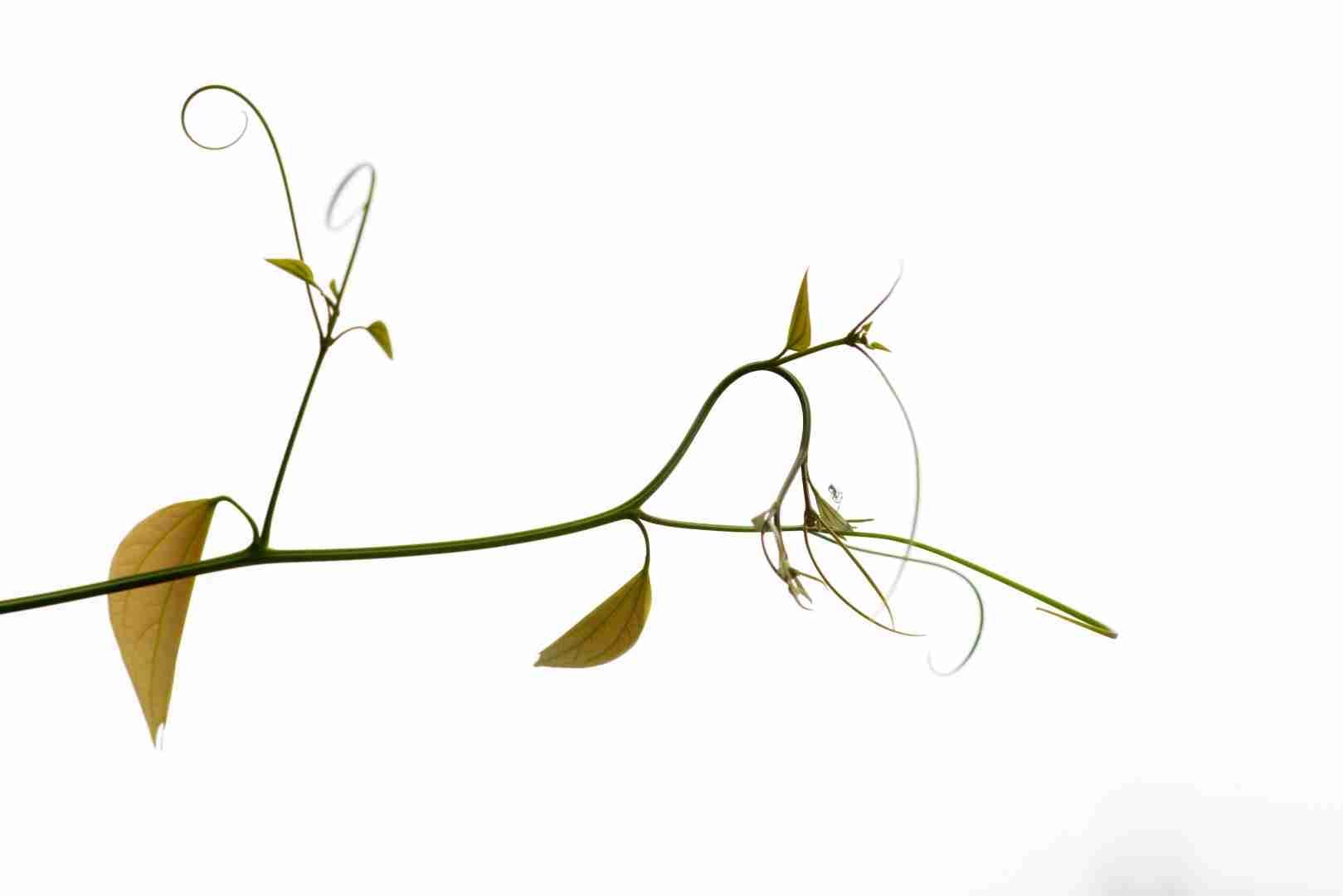 The trade-off between stem biomechanics and hydraulics in Bauhinia lianas and trees