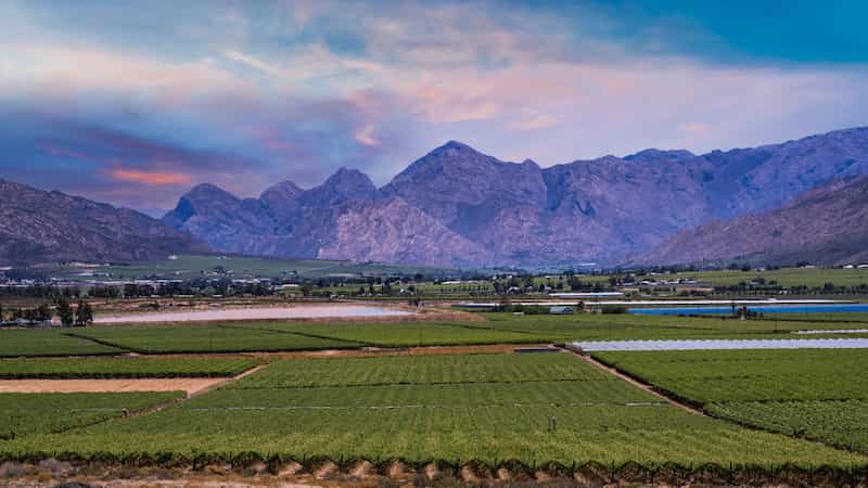 Grapes, mind the (cell wall) barricades against grey mould!