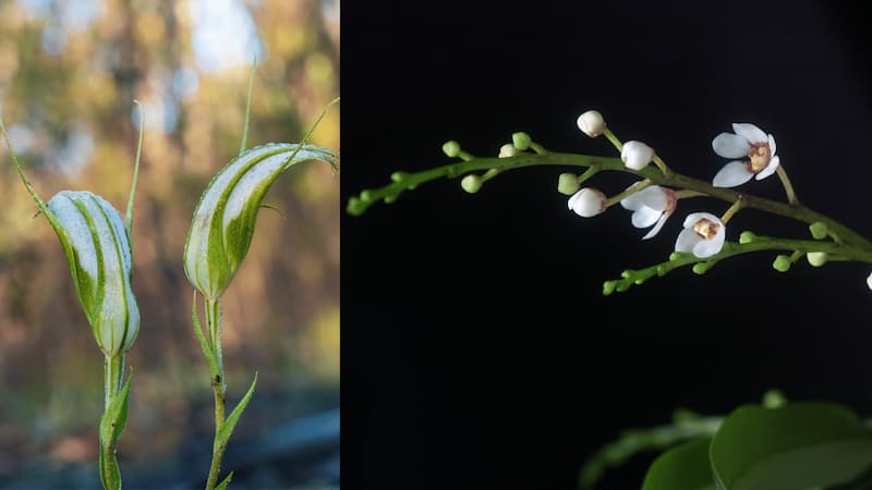 No need for orchids: mycorrhizal fungi do not depend on their hosts in Australia