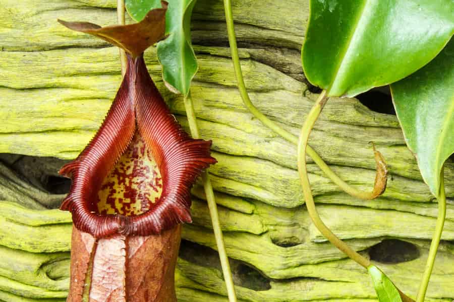 What makes a pitcher plant’s trap so slippery?