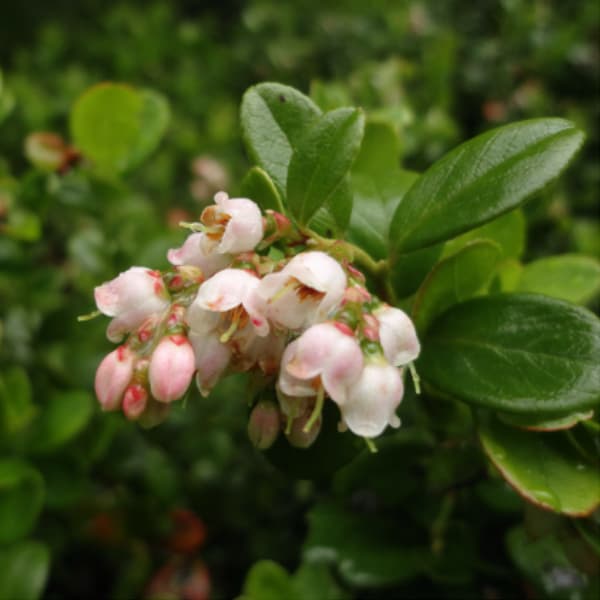 Variation between alpine and coastal populations of Vaccinium vitis-idaea