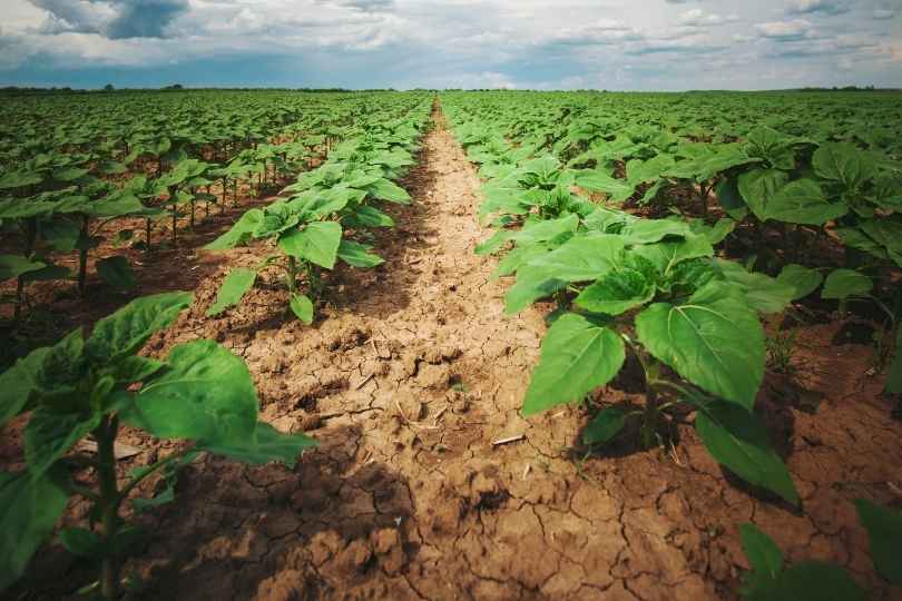 The roles of melatonin in soybean drought tolerance