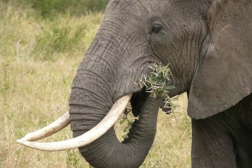 Ant protection from elephant herbivory in West African Acacias