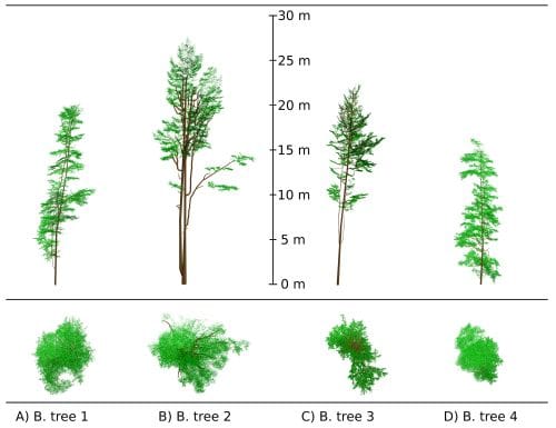 Four European beech tree 3D representations reconstructed from TLS data point clouds