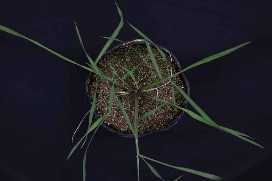 The Why and How of Horizontally Expanding Leaf Patterns