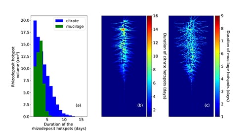 rhizodeposit hotspots