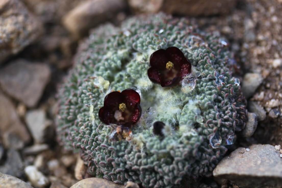 Half of all plants have never been photographed in the wild