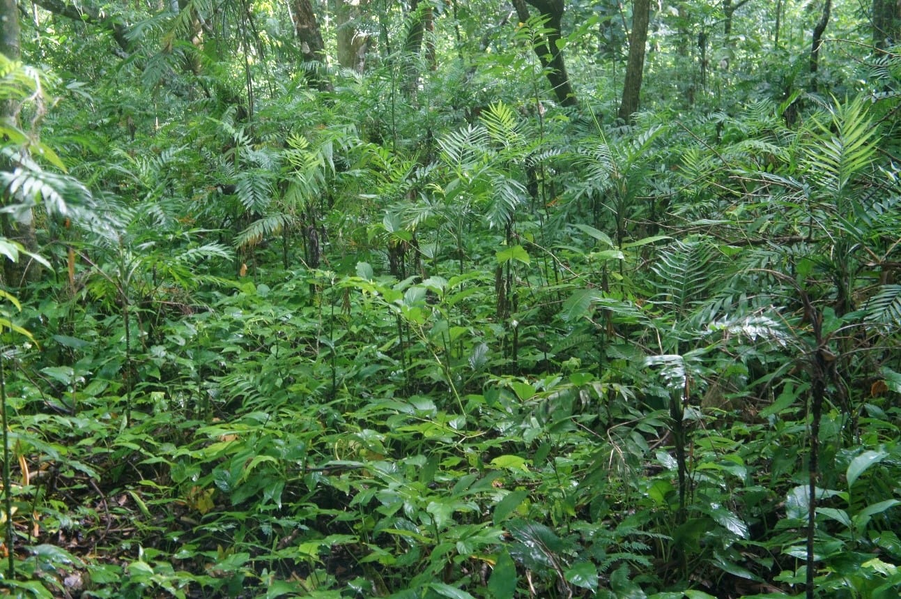 El tamaño y requerimiento de luz de las plantas puede determinar el futuro de todo un bosque