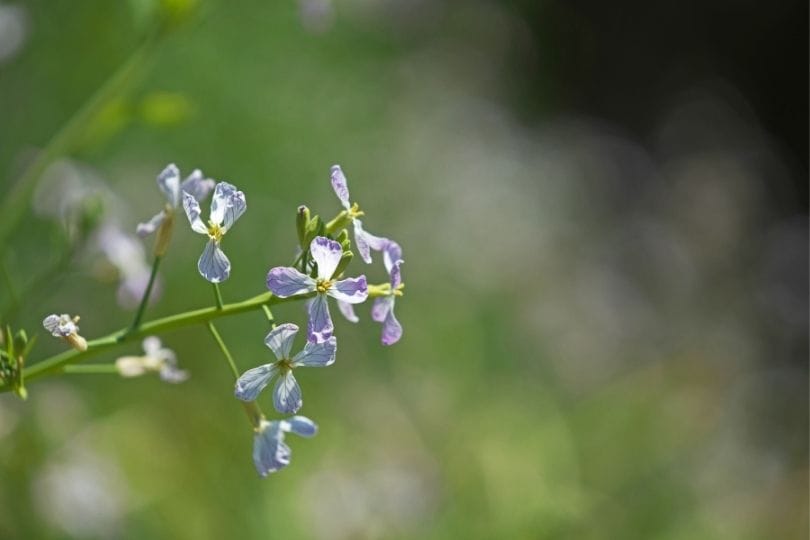 Regulation of flowering time in Japanese wild radish