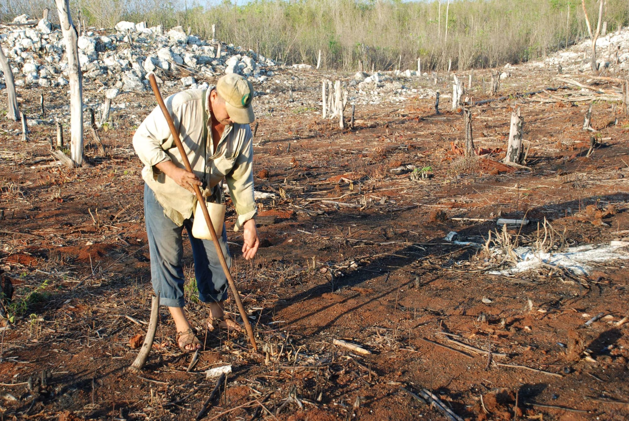 La diversidad y adaptación del maíz a un clima cambiante se conserva en manos de los agricultores