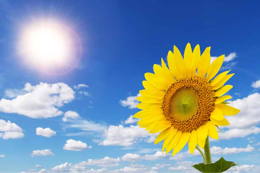 Facing the sun gives seeds a brighter future