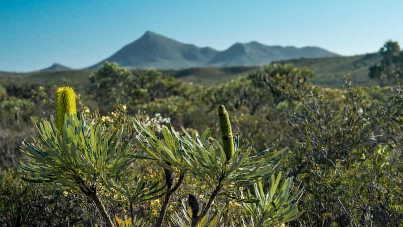 Foliar nutrient allocation patterns in Banksia attenuata and B. sessilis